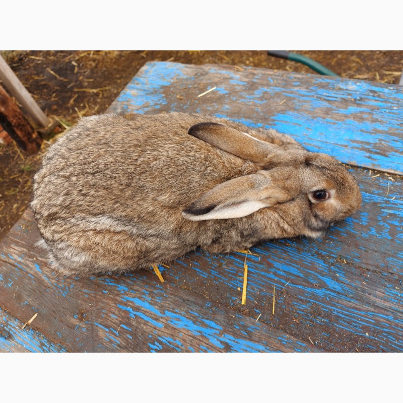 Фото 2. Продам кролика цвета агути
