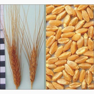 Продам семенную ярую пшеницу