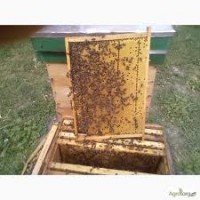 Продам бджолопакети та бджолосімї 70шт.Ціна договірна