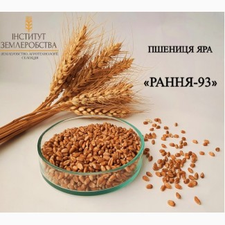 Реалізуємо насіння пшениці ярої РАННЯ-93 (РР-2, с/еліта, еліта)