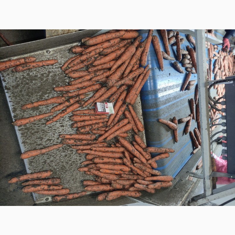 Фото 3. Продам морковь 2 сорт (мелкая), объем, качество, цена