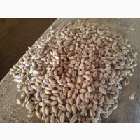 Продам пшеницю і ячмінь фуражний