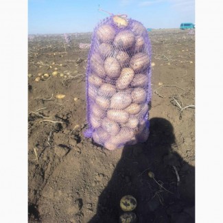 Продам картофель Аризона