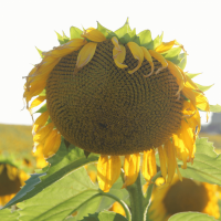 Акція! Насіння соняшника, європейської селекції, які вирощені в Україні