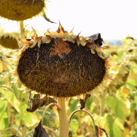 Акція! Насіння соняшника, європейської селекції, які вирощені в Україні