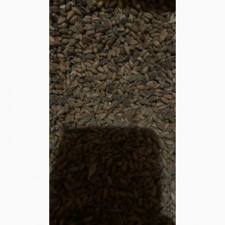 Продам пшеницу 100тн влага 30 запах потемневшие.днепр обл Новомосковск