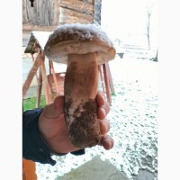 Продам білі гриби