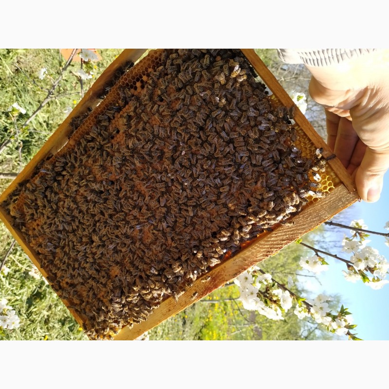 Фото 4. Продам бджолопакети