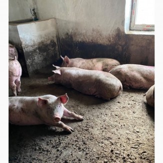 Продам свиней живою вагою 120-140 кг