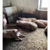 Продам свиней живою вагою 120-130 кг