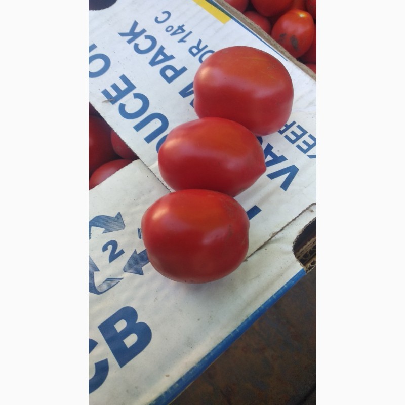 Фото 2. Продам помідори