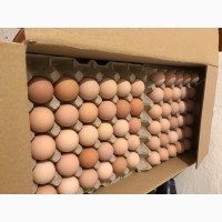 Інкубаційне яйце французької бройлерної цесарки (імпорт Франція)