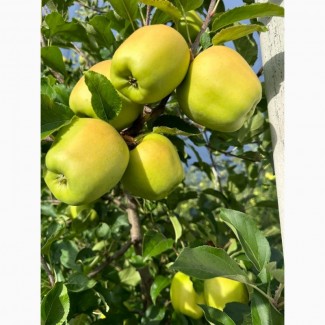 Продамо яблука із власного саду виробника- ФГ «Голден+», Закарпатська обл