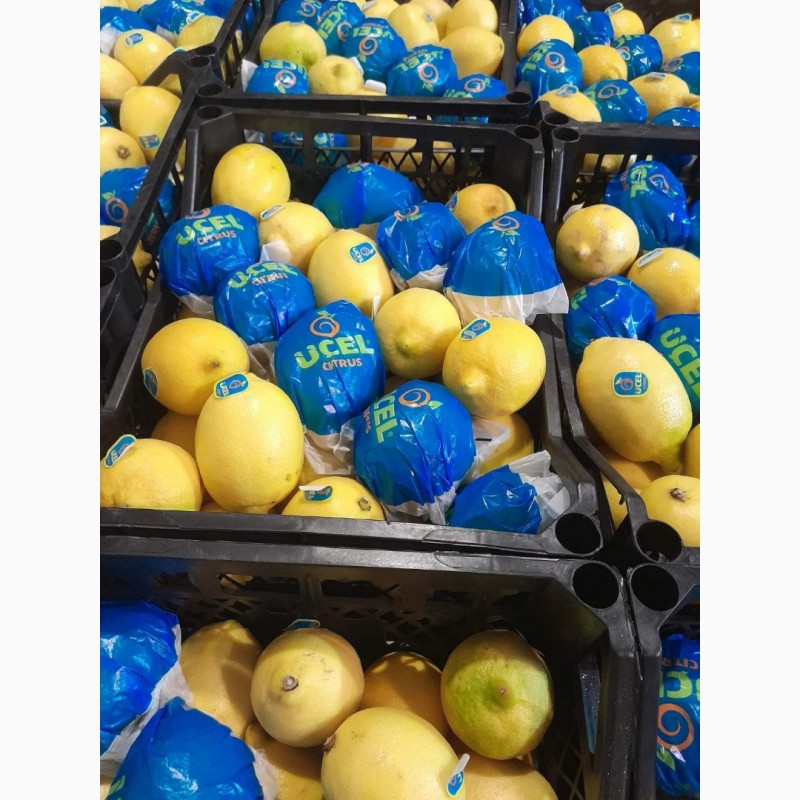 Фото 2. Продам мандарини та лімони від поставщика з 5 тонн