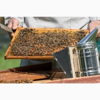 Продам бджолосім*ї