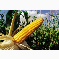 Продам кукурудзу 500 тонн, Черкаська обл