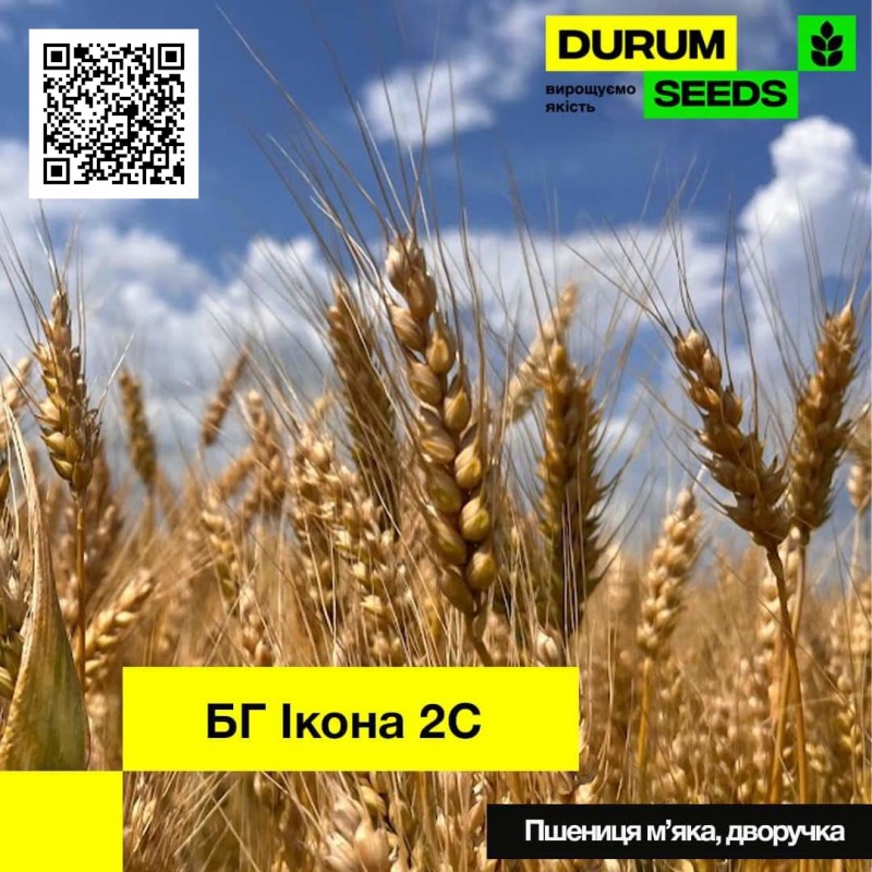 Фото 4. Насіння пшениці від виробника - BG Duriamo 2S (тверда дворучка)
