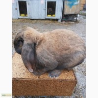 Продам кроликов. Мадагаскарский баран, Новозеландский белый