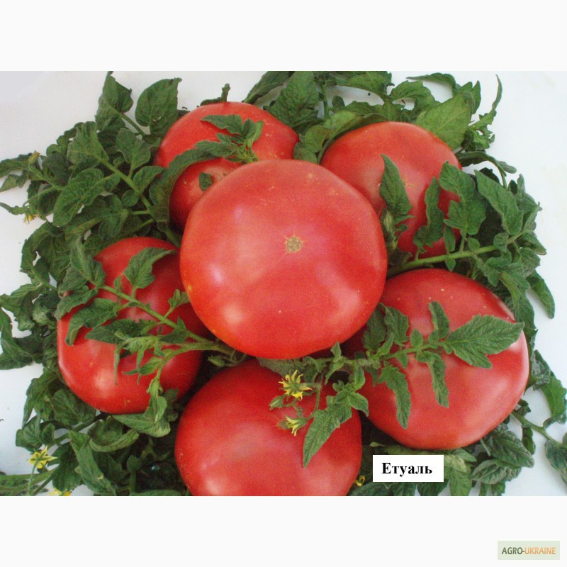 Фото 2. Семена экзотических помидоров в пакетиках