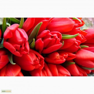 Тюльпаны оптом к 8 марта по низкой цене