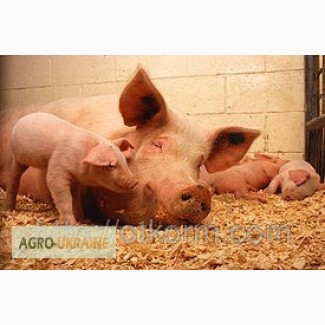 БВМД Лакто 20% для лактирующих свиноматок