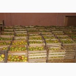 Продам товарные яблоки 50 тонн