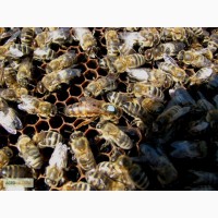 Селекционные пчелиные матки