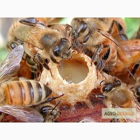 Маточное молочко пчелиное, свежезамороженное, быстрая доставка по Украине