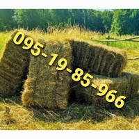 Оптовая продажа лугового сена, люцерны с доставкой по Украине