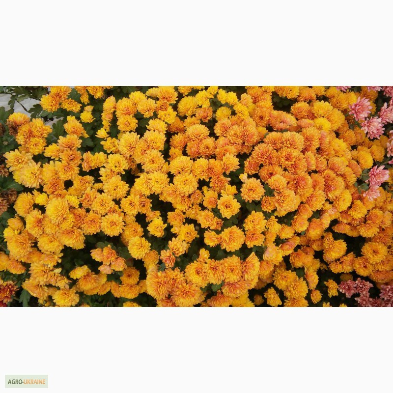 Фото 12. Продаю укорененные саженцы хризантемы
