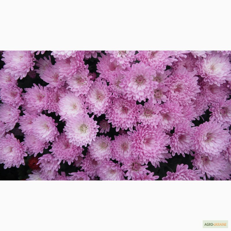 Фото 13. Продаю укорененные саженцы хризантемы