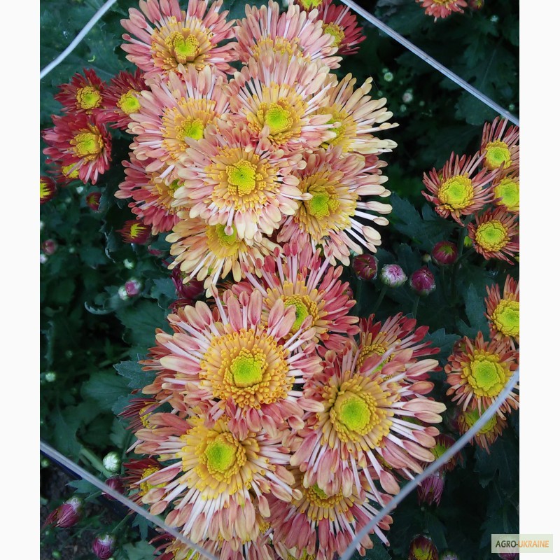 Фото 17. Продаю укорененные саженцы хризантемы