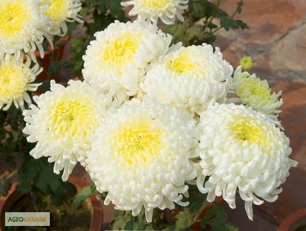 Фото 2. Продаю укорененные саженцы хризантемы