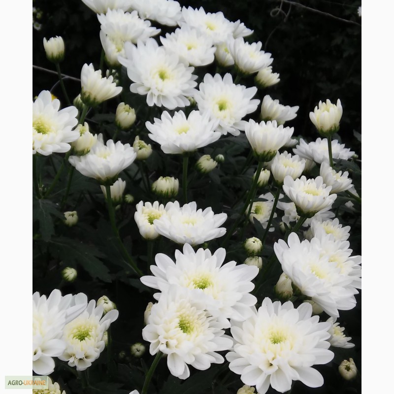 Фото 20. Продаю укорененные саженцы хризантемы