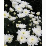 Продаю укорененные саженцы хризантемы