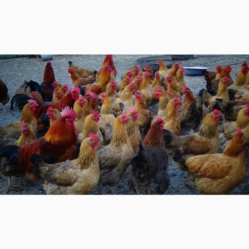 Продам/купить цыплята суточные, Молодняк Кучинская Юбилейная инкубационные  яйца — Agro-Ukraine