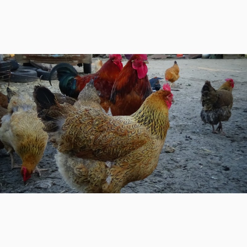 Фото 7. Цыплята суточные, Молодняк Кучинская Юбилейная инкубационные яйца