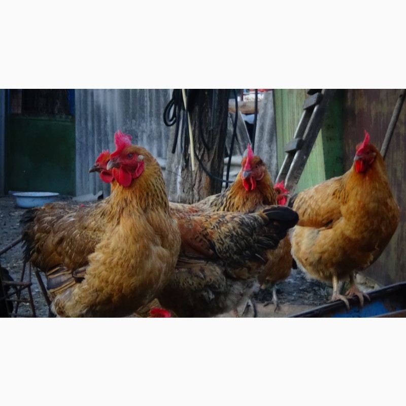 Фото 10. Цыплята суточные, Молодняк Кучинская Юбилейная инкубационные яйца