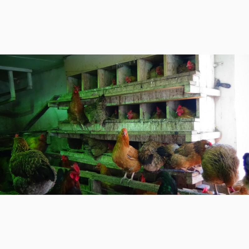 Фото 14. Цыплята суточные, Молодняк Кучинская Юбилейная инкубационные яйца
