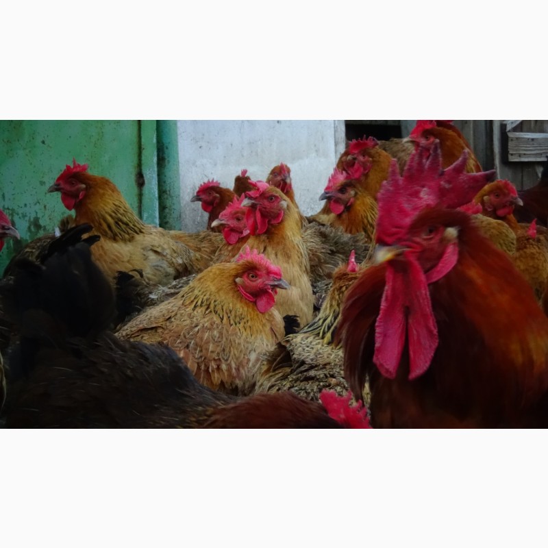 Фото 15. Цыплята суточные, Молодняк Кучинская Юбилейная инкубационные яйца