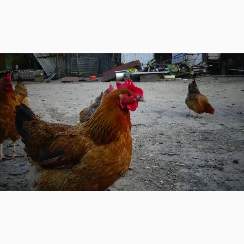 Продам/купить цыплята суточные, Молодняк Кучинская Юбилейная инкубационные  яйца — Agro-Ukraine