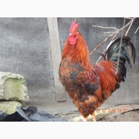 Цыплята суточные, Молодняк Кучинская Юбилейная инкубационные яйца