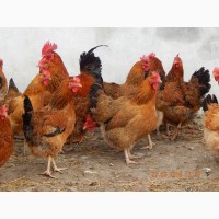 Цыплята суточные, Молодняк Кучинская Юбилейная инкубационные яйца