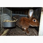 Продам кроликів породи Рекс Кастор
