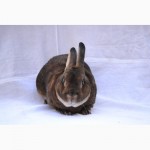 Продам кроликів породи Рекс Кастор