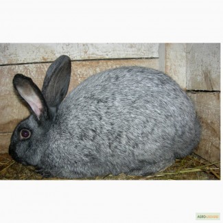 Продам кролі породи Полтапвське срібло