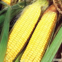 НВФ «ГРАН» пропонує насіння гібриду кукурудзи ВН 63