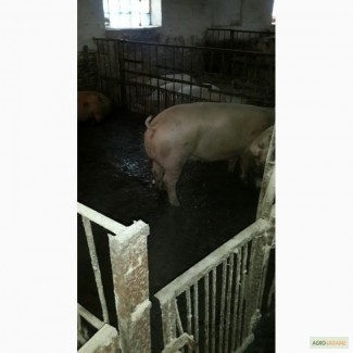 Продам свиней оптом 120-130 кг 300 галов