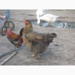 Домашние чистокровные цыплята мясо-яичных пород
