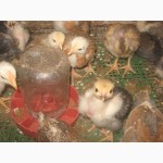 Домашние чистокровные цыплята мясо-яичных пород